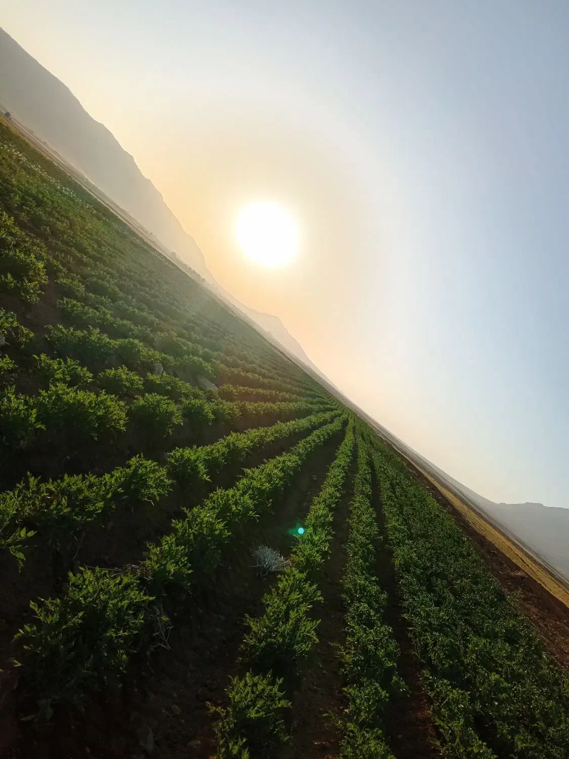 سیب زمینی بذری|حراج|چادگان, |دیوار