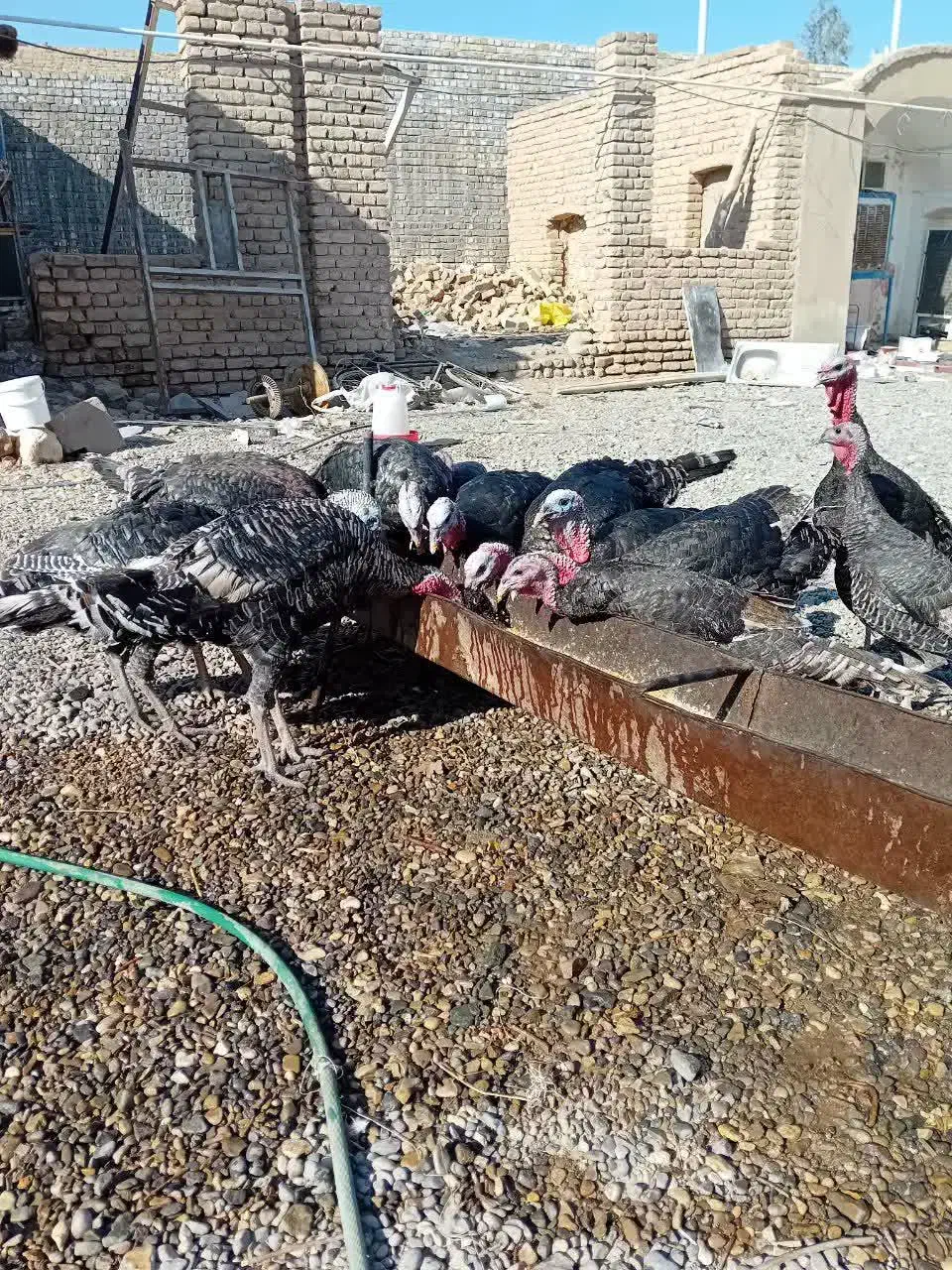 بوقلمون نر کار|حیوانات مزرعه|قمرود, |دیوار