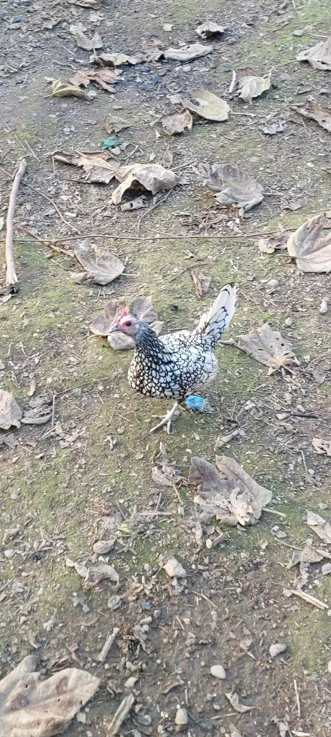 مرغ خروس سیبرایت (چینی)|حیوانات مزرعه|کوچصفهان, |دیوار