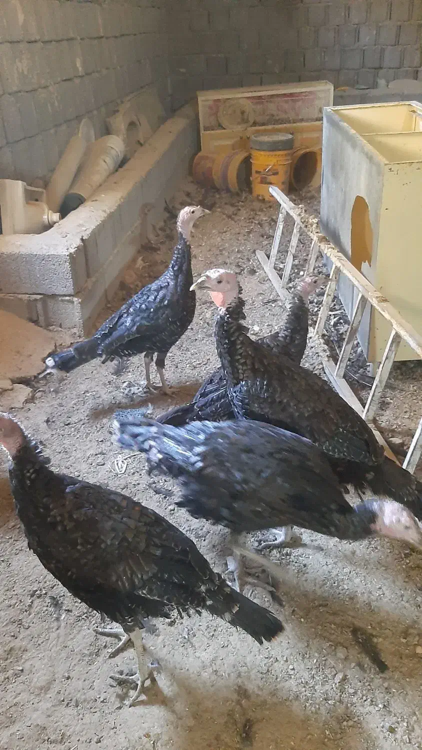 بوقلمون های ۵ ماهه سالم|حیوانات مزرعه|چهاردولی, |دیوار