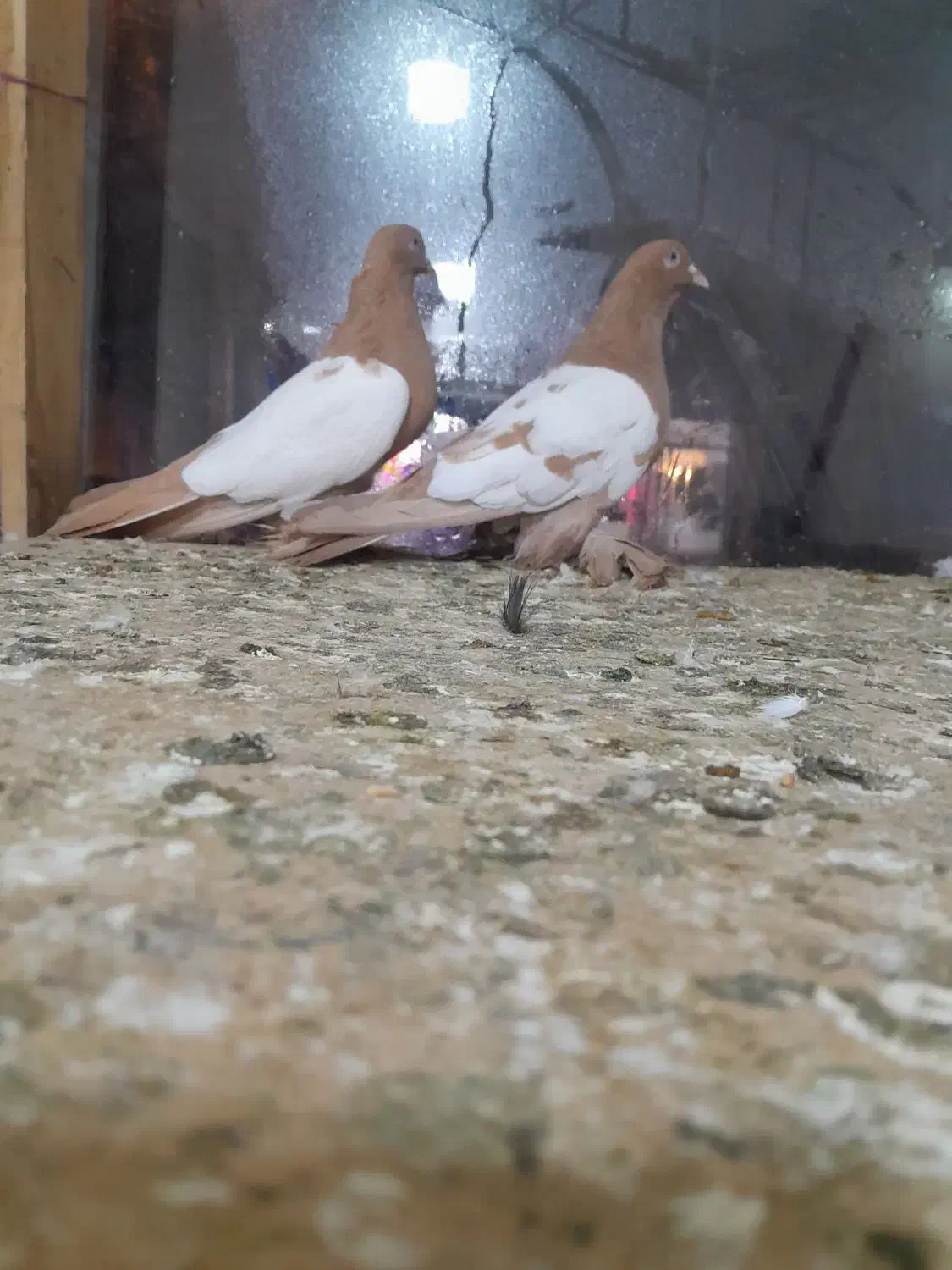 کبوتر|پرنده|تبریز, |دیوار