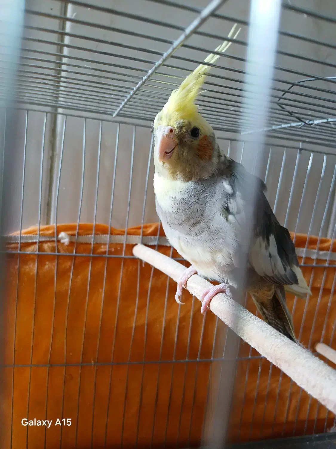 عروس هلندی|پرنده|قم, انسجام|دیوار