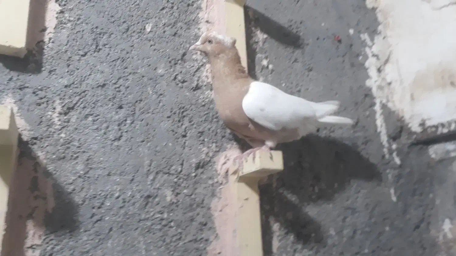 نروماده کمر زردوسرخ|پرنده|سبزوار, امیر کبیر|دیوار