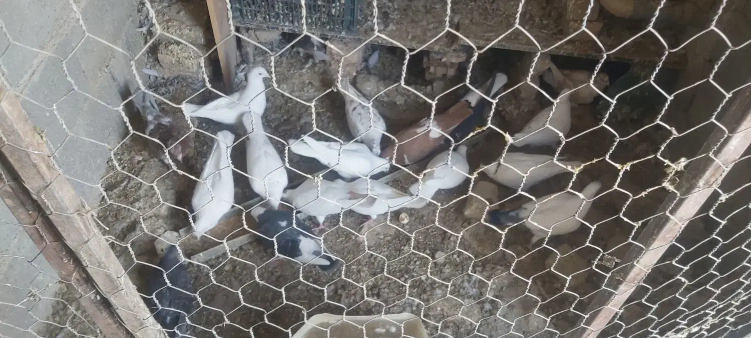 کبوتر شهرستانی|پرنده|چاپشلو, |دیوار