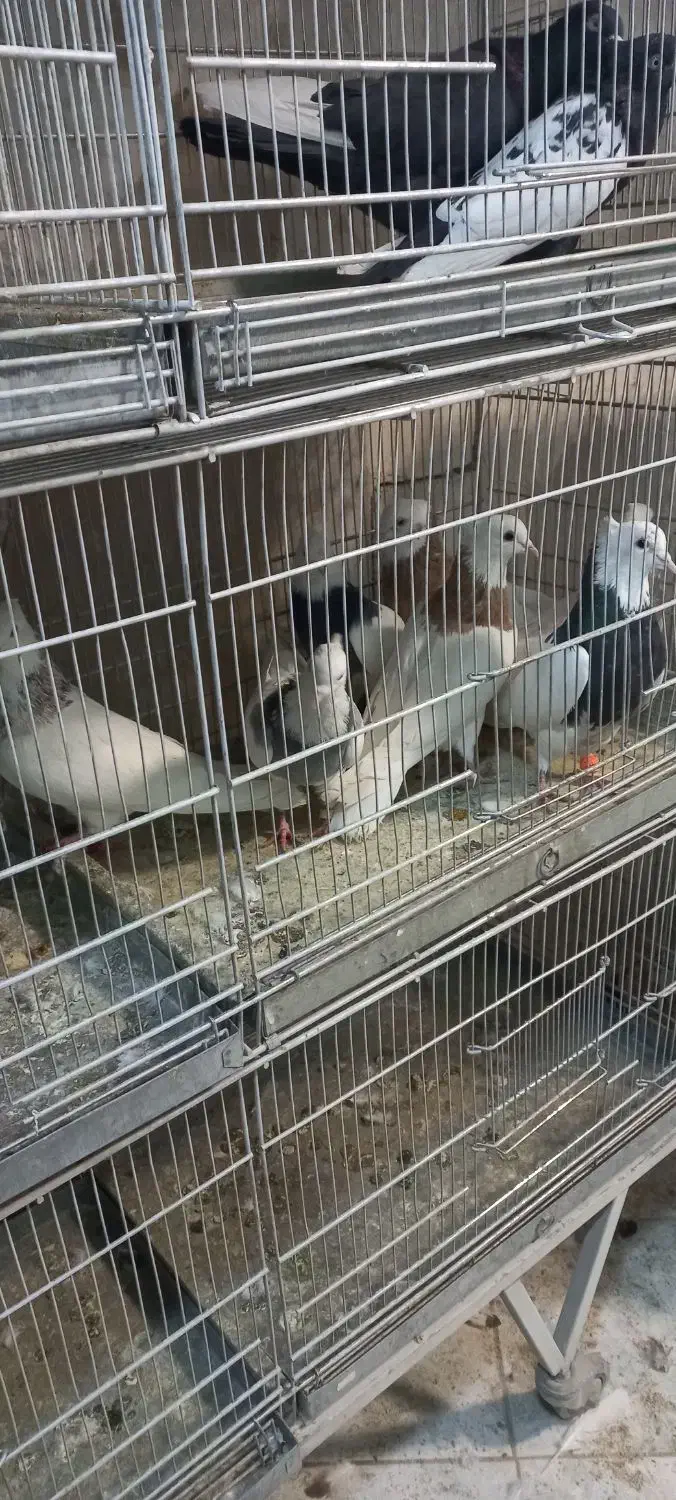 طوقی|پرنده|کرج, اصفهانیها|دیوار