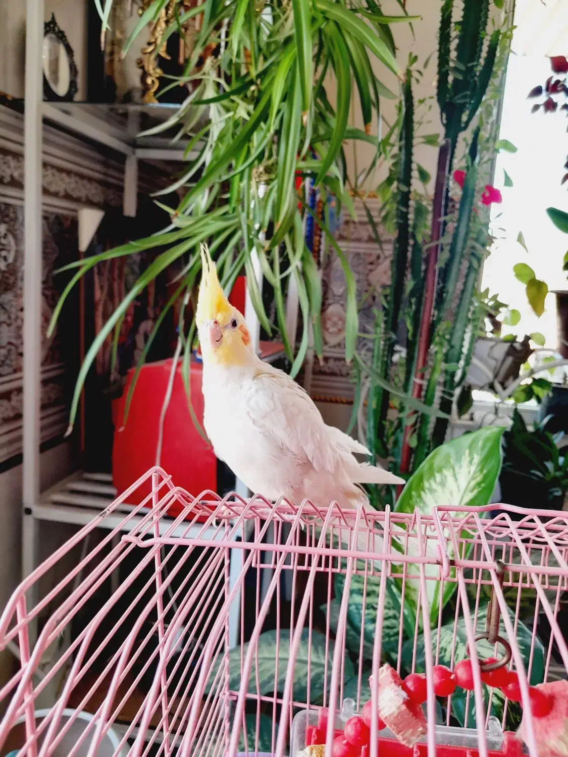 عروس هلندی|پرنده|مراغه, |دیوار