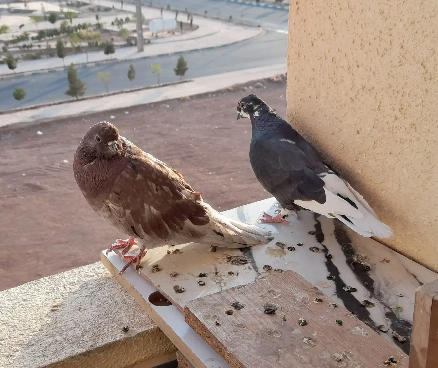 فروش گفتر یا کبوتر|پرنده|پرند, فاز ۵|دیوار