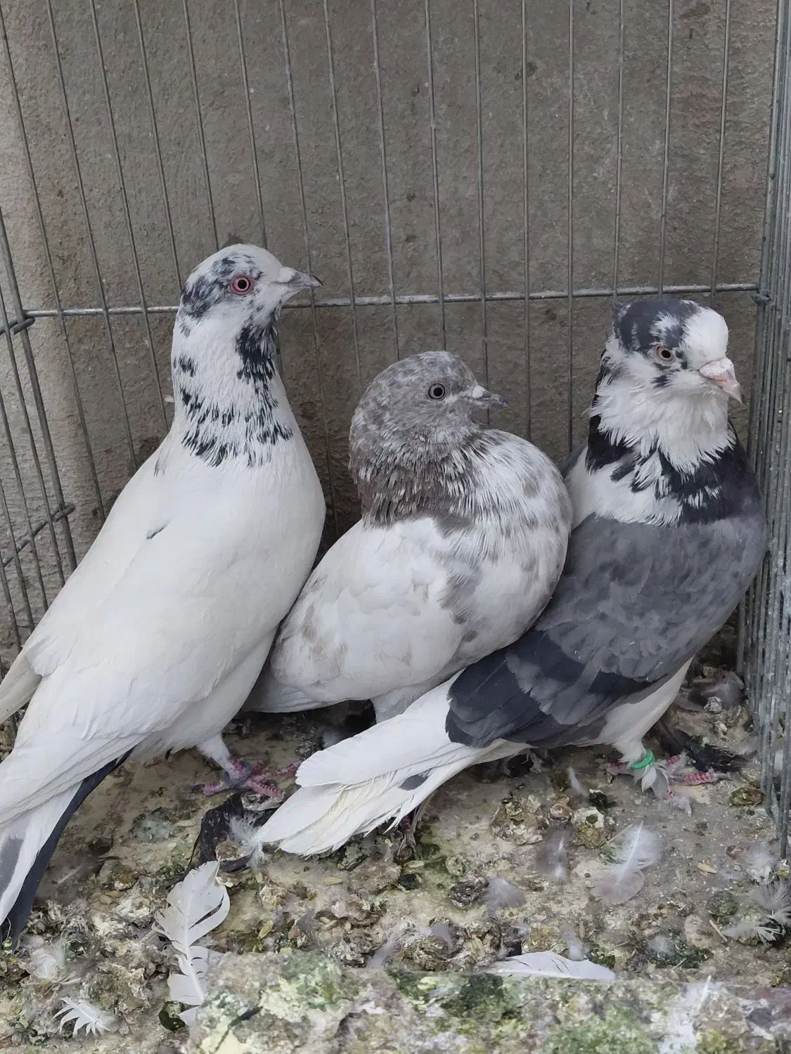 ۶عدد کبوتر زیر قیمت|پرنده|سیرجان, |دیوار