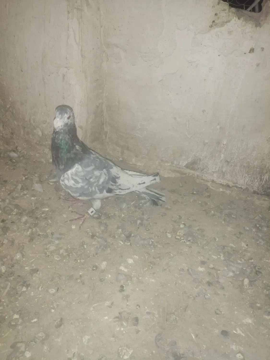 11 عدد کفتر رنگی|پرنده|اسفراین, |دیوار