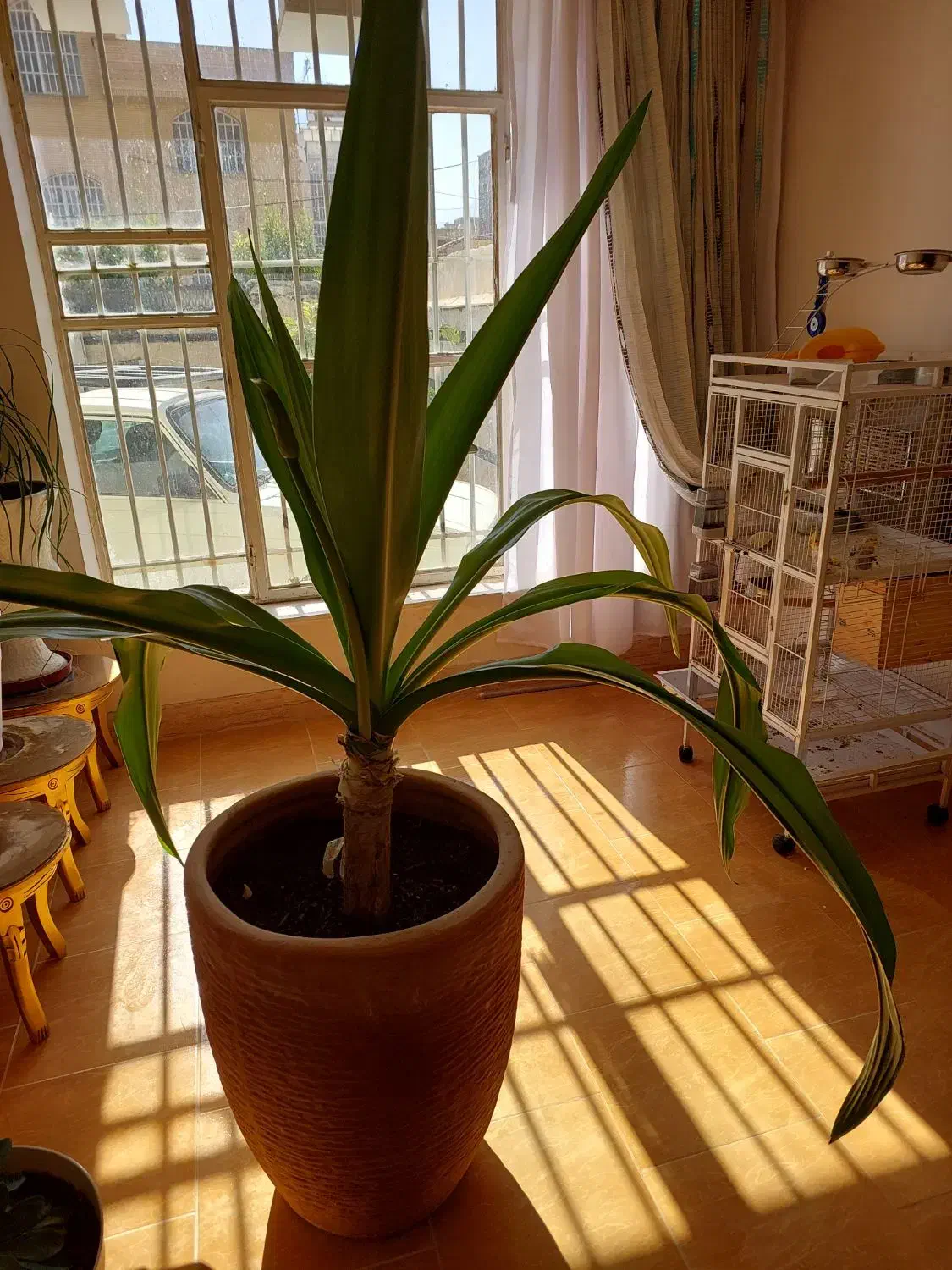 گل زرتی|گل و گیاه طبیعی|شیراز, شهرک مهدیه|دیوار