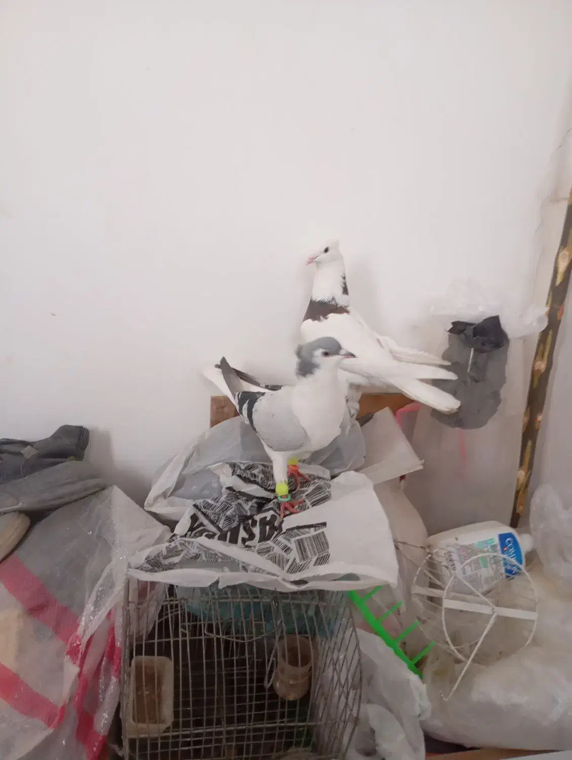 کفتر|پرنده|بجنورد, |دیوار