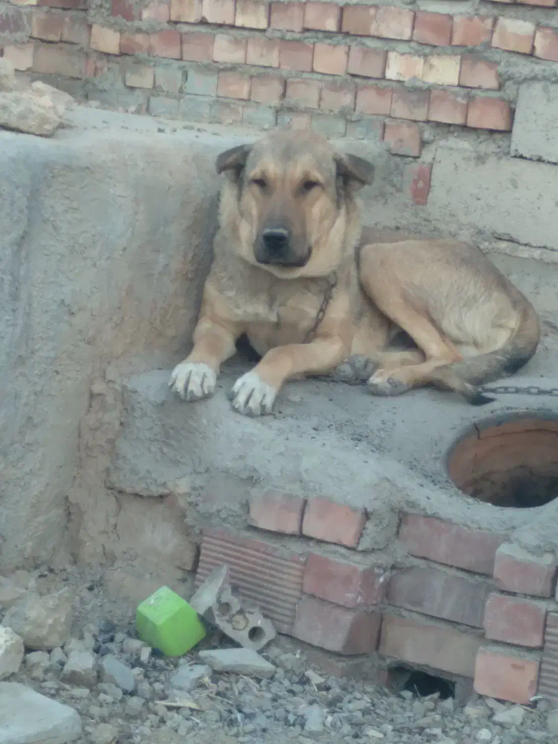 واگذاری ۵تاسگ|سگ|کوهبنان, |دیوار