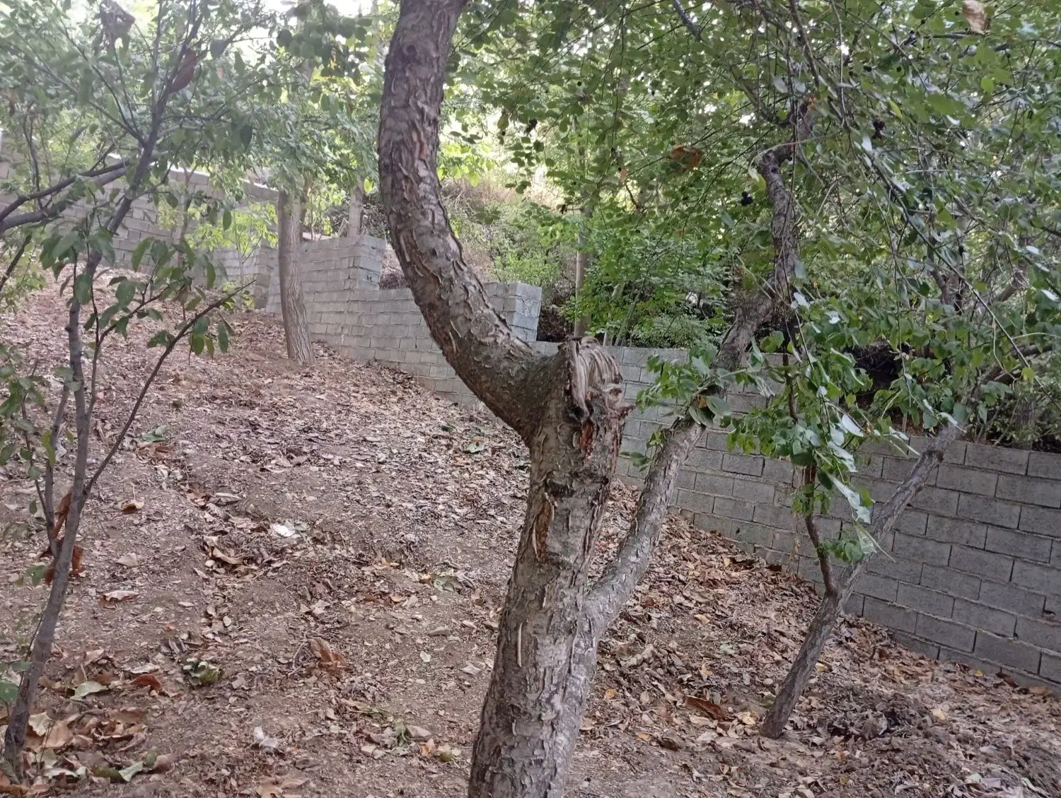 فروشنده صددرصد ۱۰۰|فروش زمین و ملک کلنگی|لواسان, |دیوار