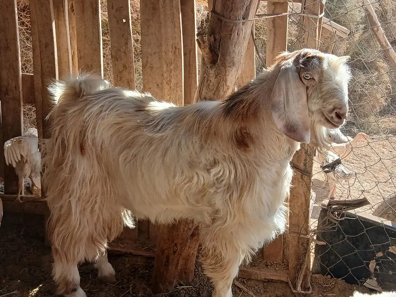 کهره نر و ماده|حیوانات مزرعه|زابل, |دیوار