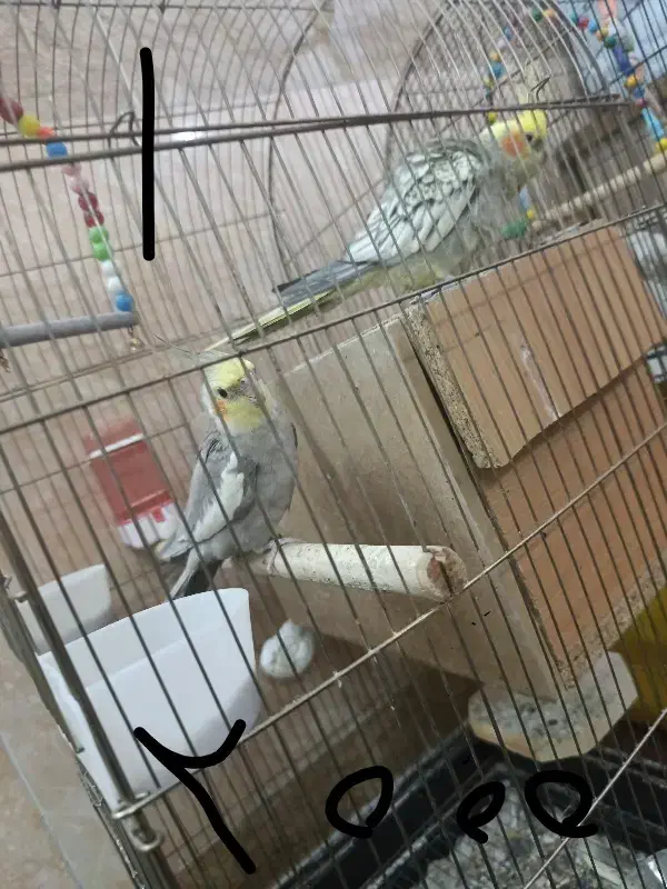 عروس هلندی جفت|پرنده|قم, ولیعصر|دیوار