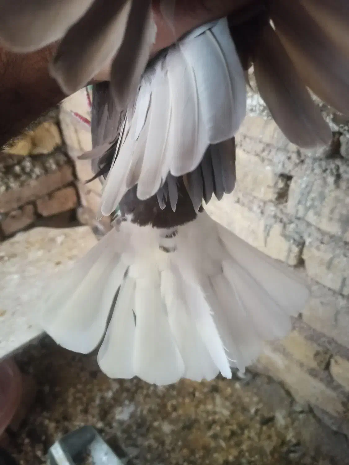 دوتا دم سفید ماده|پرنده|شیراز, داریون|دیوار