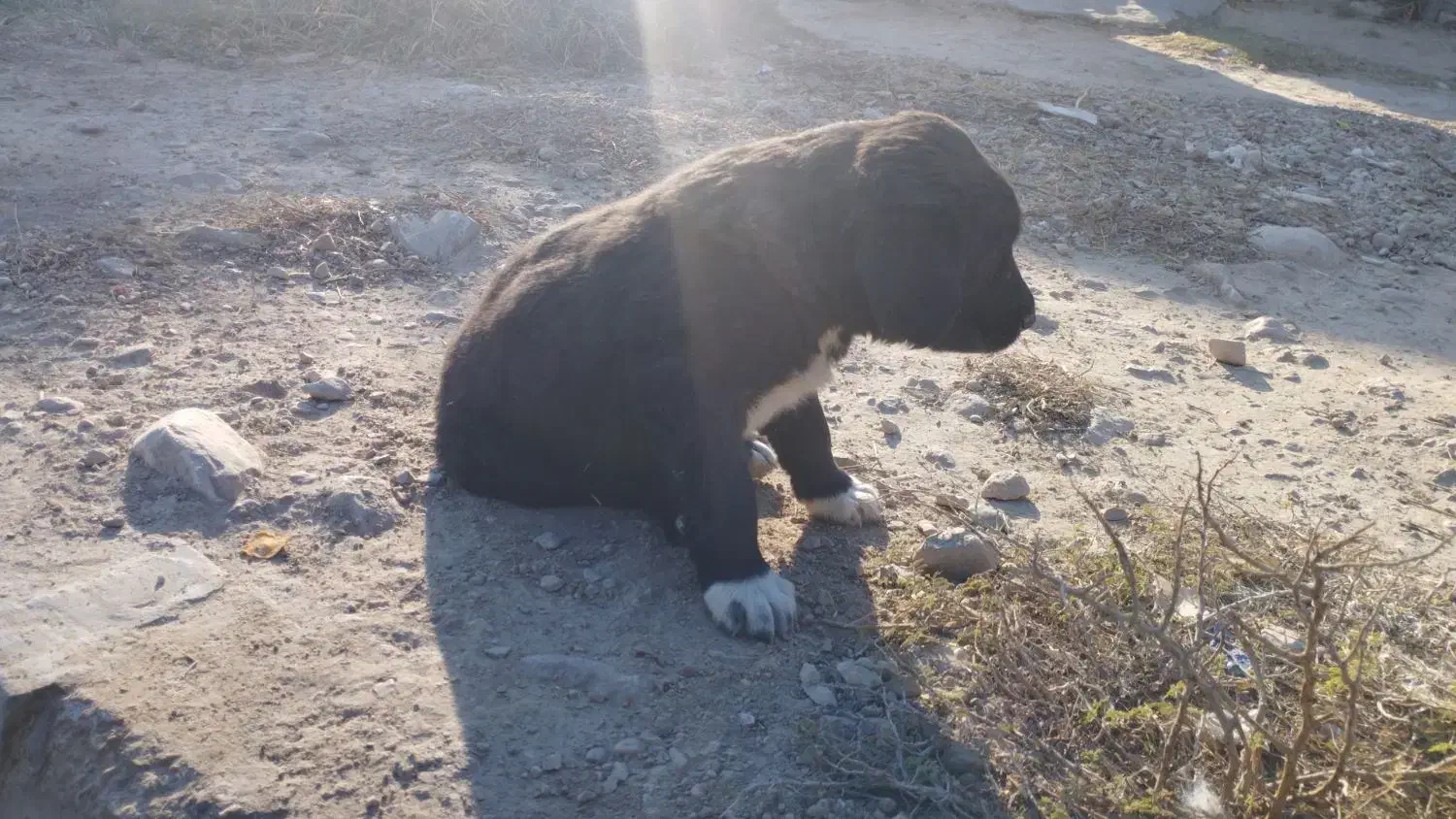 توله سگ قرجونی|سگ|داراب, |دیوار