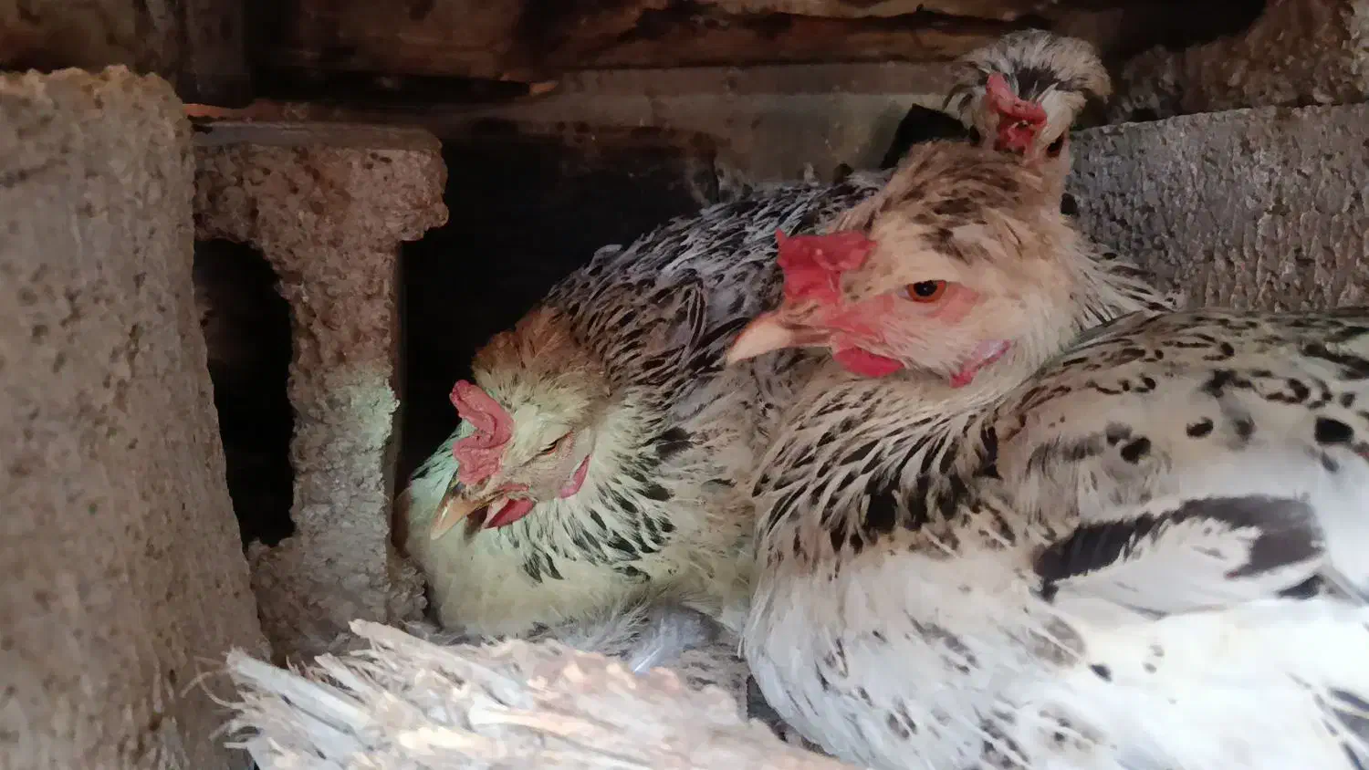 مرغ کرک|حیوانات مزرعه|بهبهان, |دیوار