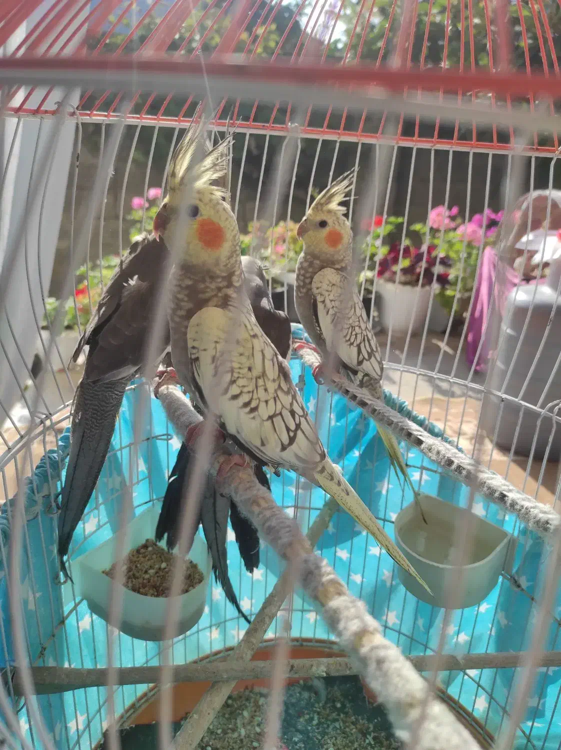 سه  عدد جوجه  عروس هلندی|پرنده|صومعه‌سرا, |دیوار