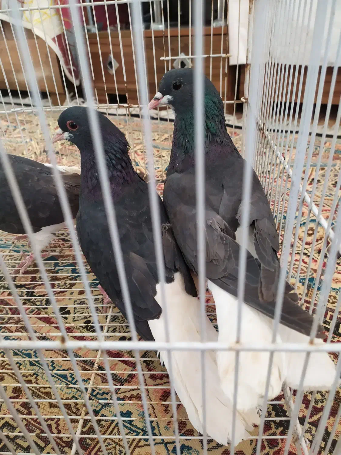 کبوتر شهری ،وبهبهونی فروش یا معاوضه با سهره وطوطی|پرنده|شیراز, بید زرد|دیوار