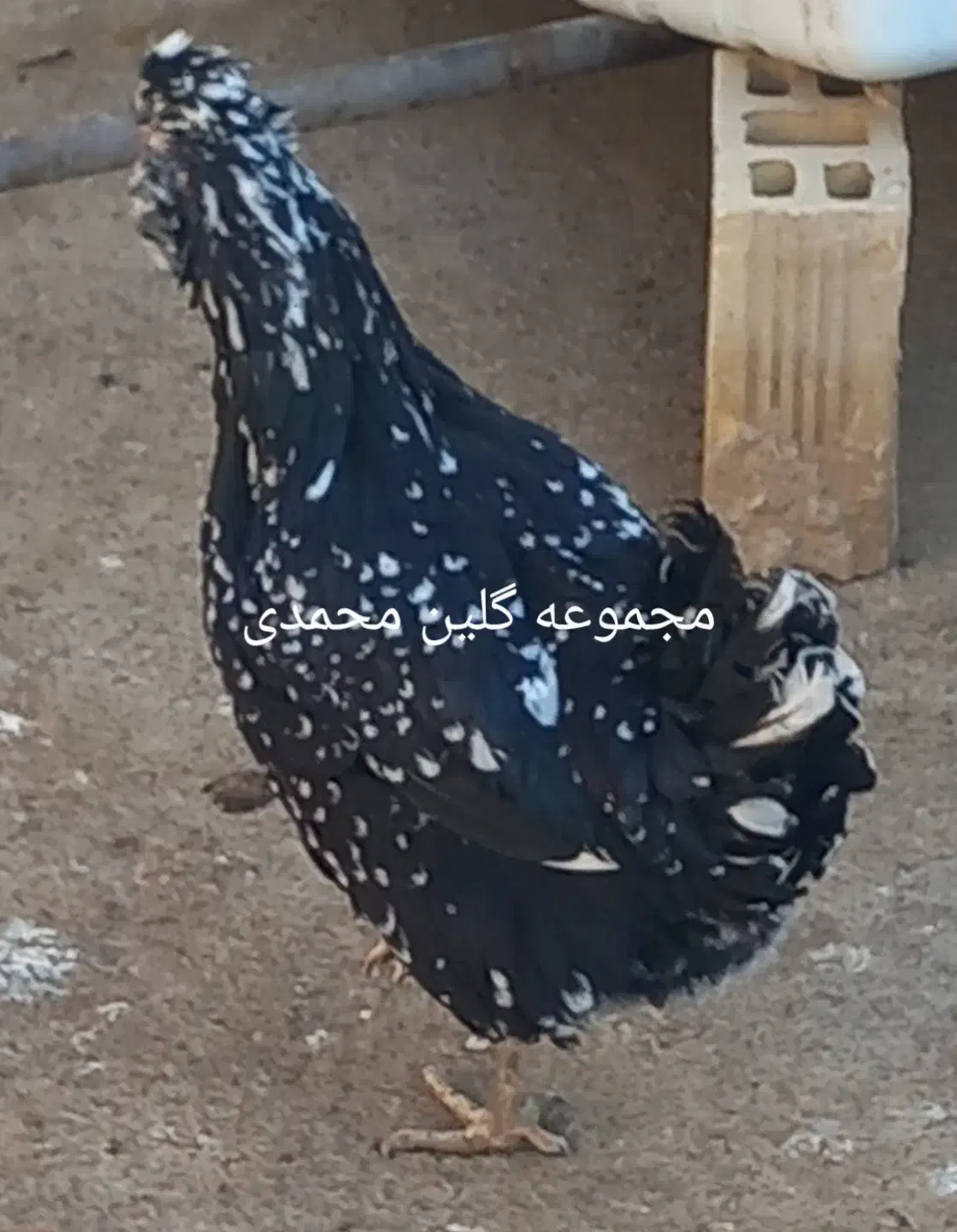 تخم مرغ نطفه دار گلین|حیوانات مزرعه|شاهین‌شهر, خانه کارگر|دیوار