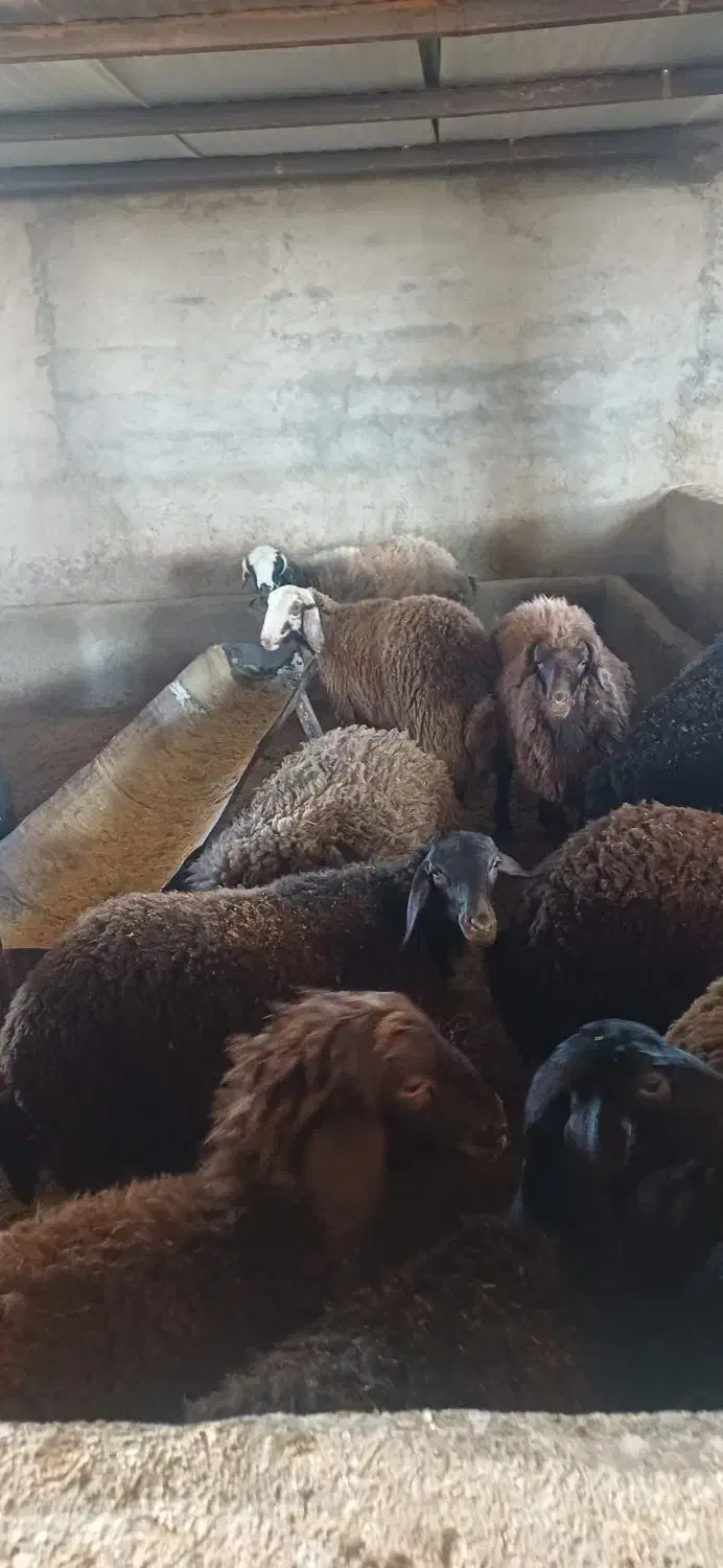 بره ماده چاق|حیوانات مزرعه|بوئین و میاندشت, |دیوار