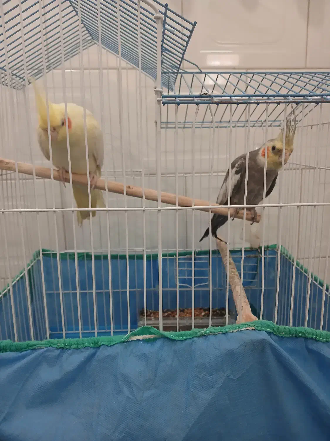 طوطی|پرنده|لشت نشا, |دیوار