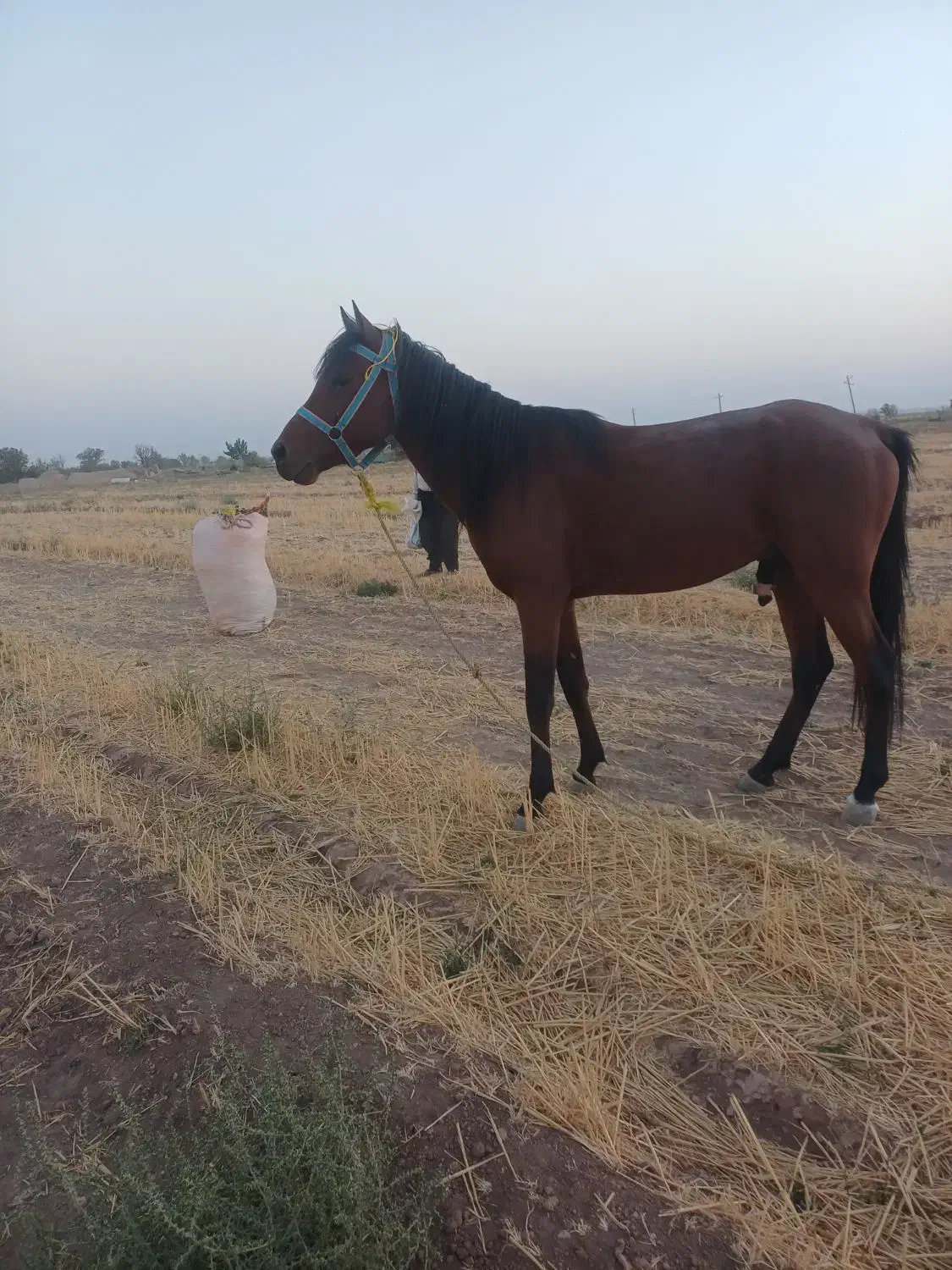 اسب|اسب و تجهیزات اسب‌سواری|قزوین, |دیوار