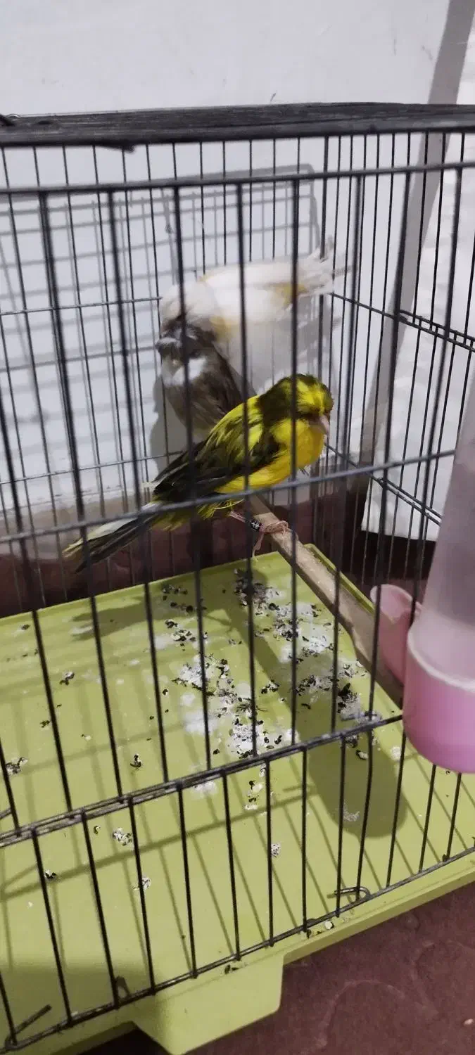 3 عدد قناری|پرنده|قرچک, باقرآباد|دیوار