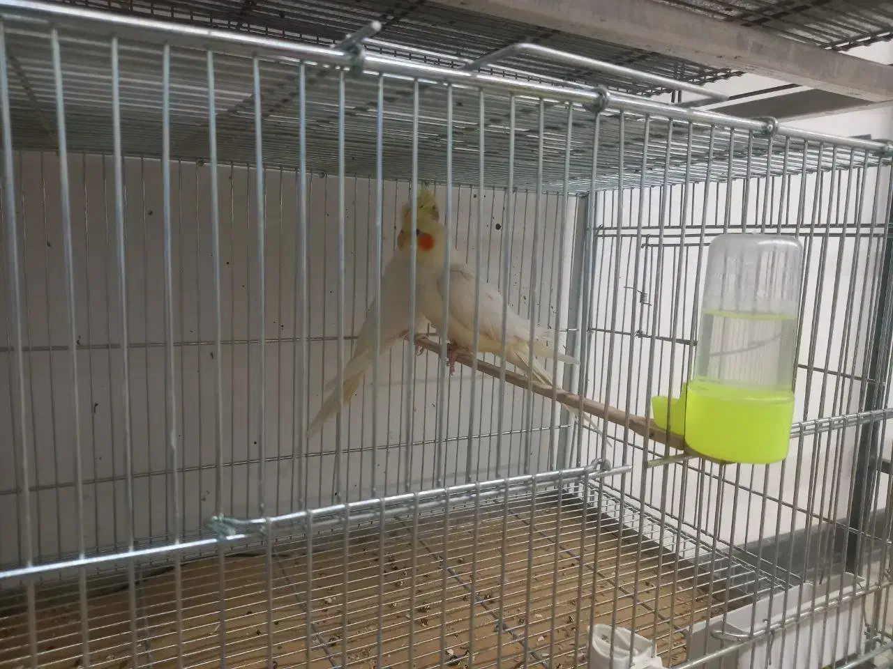 فروش کوتوله و عروس هلندی|پرنده|مبارکه, |دیوار