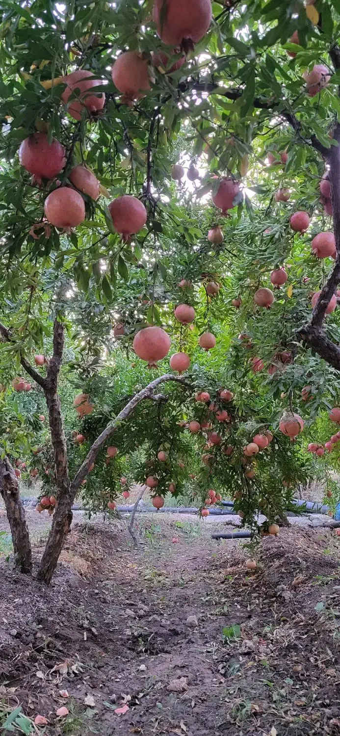 فروش انار درجه یک و دو سیاب|خوردنی و آشامیدنی|کوهدشت, |دیوار