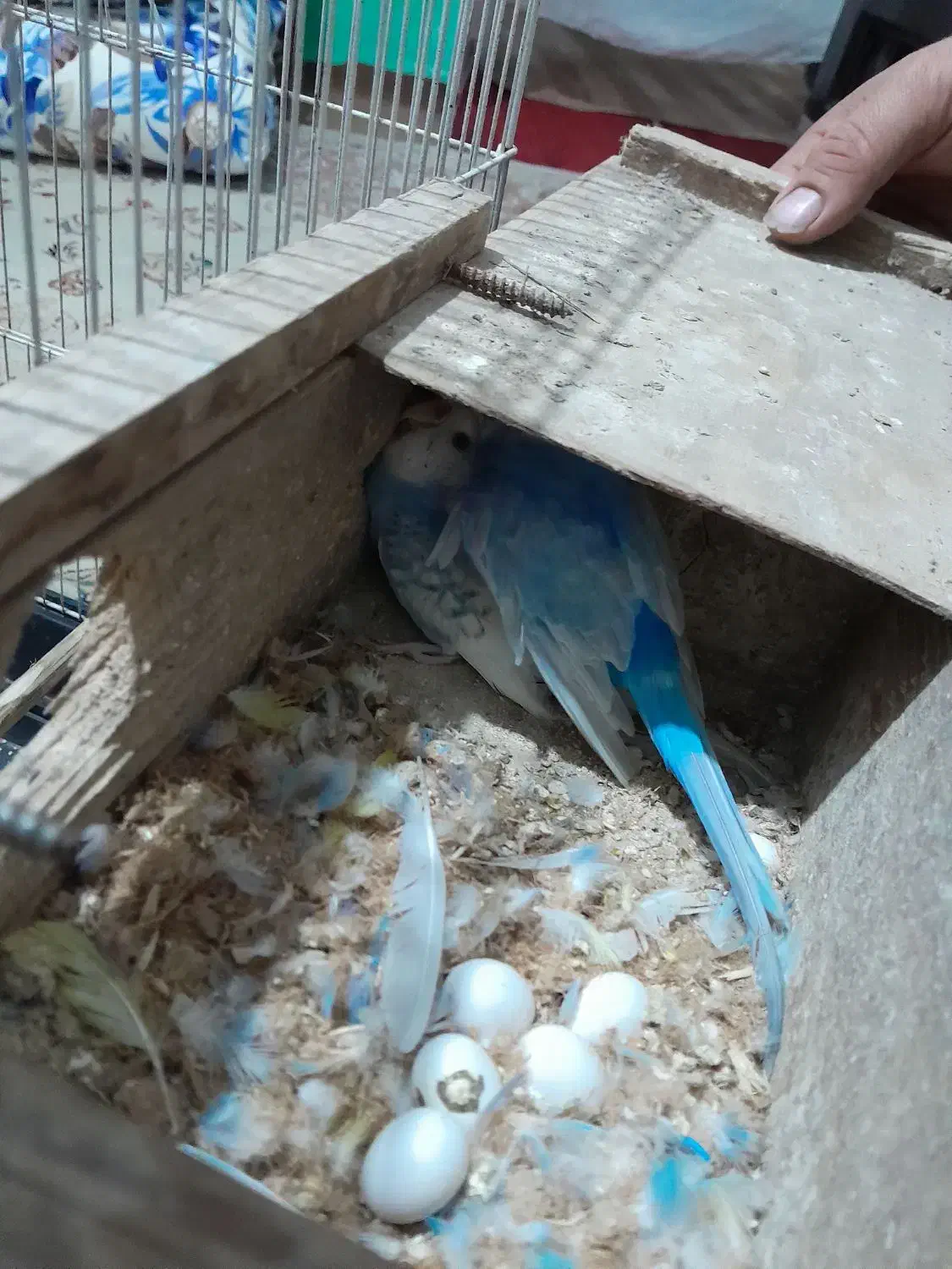 مرغ عشق مولدروی جوجه|پرنده|قائمشهر, |دیوار