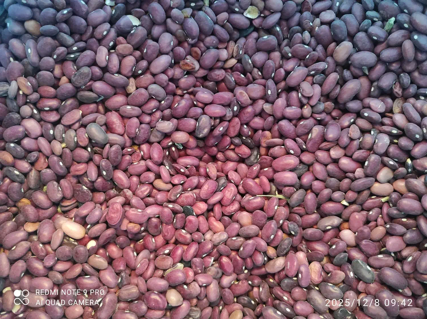 جوشونه،گندم بش،لوبیاقرمز|عمدهفروشی|سیاخ دارنگون, |دیوار