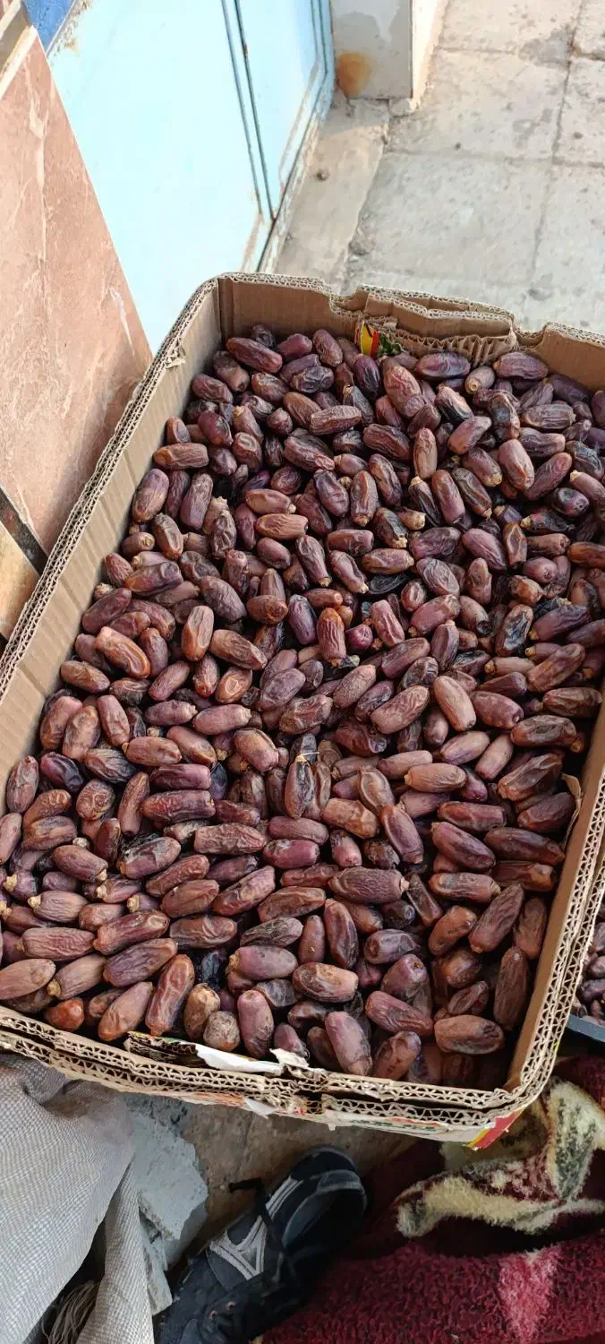 خرما دیری|حراج|اهواز, اهواز|دیوار