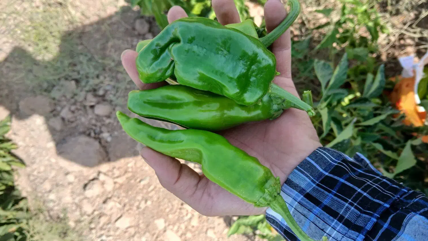 فلفل سبز و قرمز|خوردنی و آشامیدنی|سبزوار, نواب صفوی|دیوار
