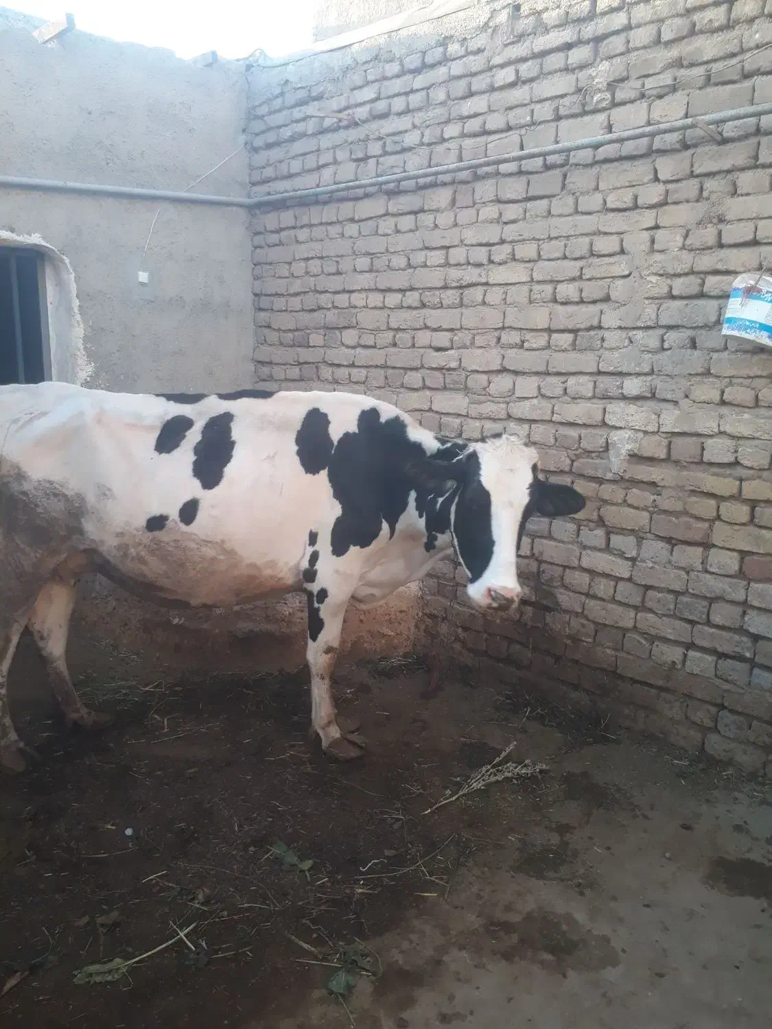 گاوشیری|حیوانات مزرعه|اسدآباد, |دیوار