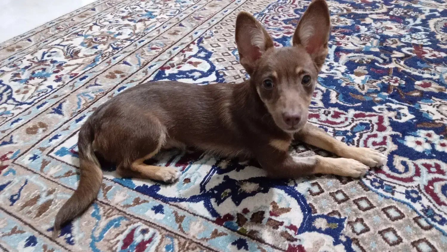 واگذاری|سگ|سلمانشهر, |دیوار