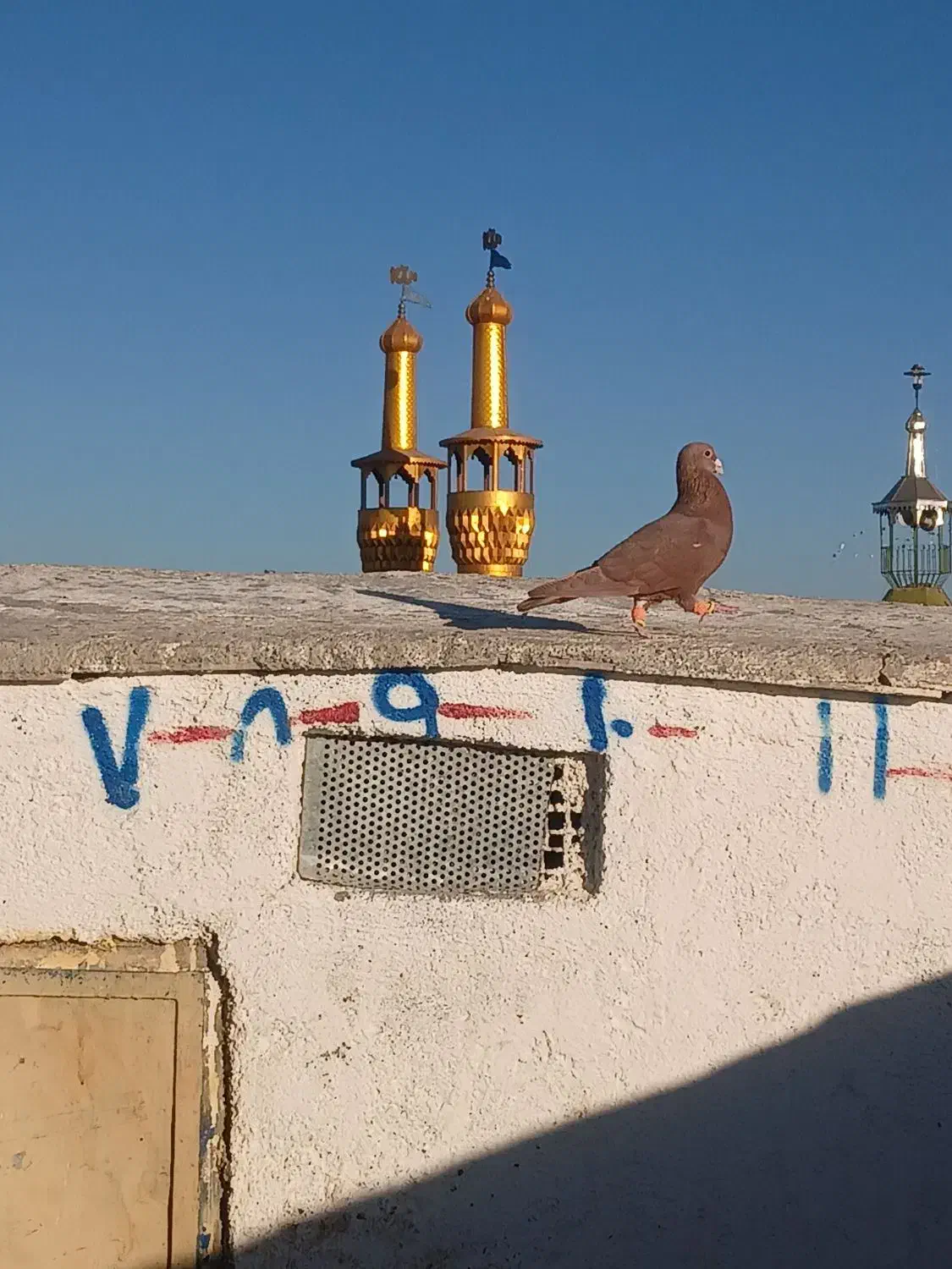 کفتر سرخ کرمونی|پرنده|سبزوار, میدان بار|دیوار