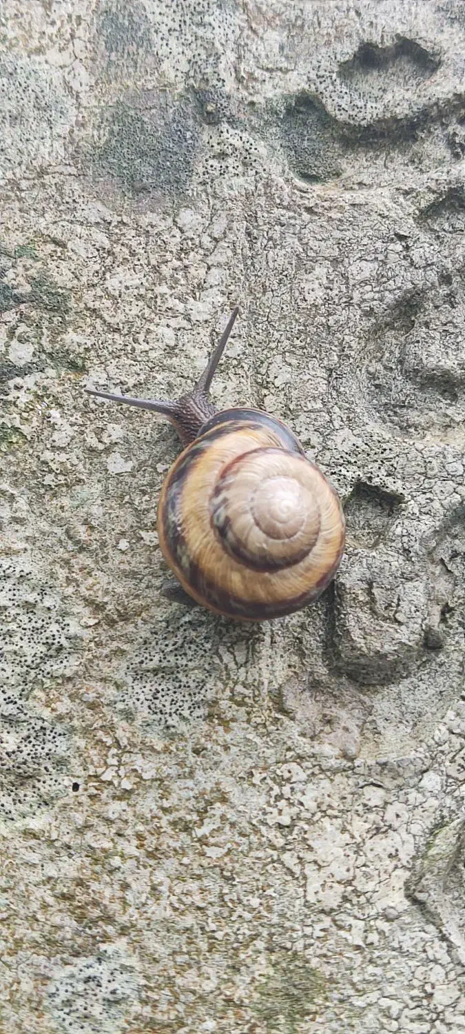 حلزون|خزنده|کرج, گلشهر|دیوار