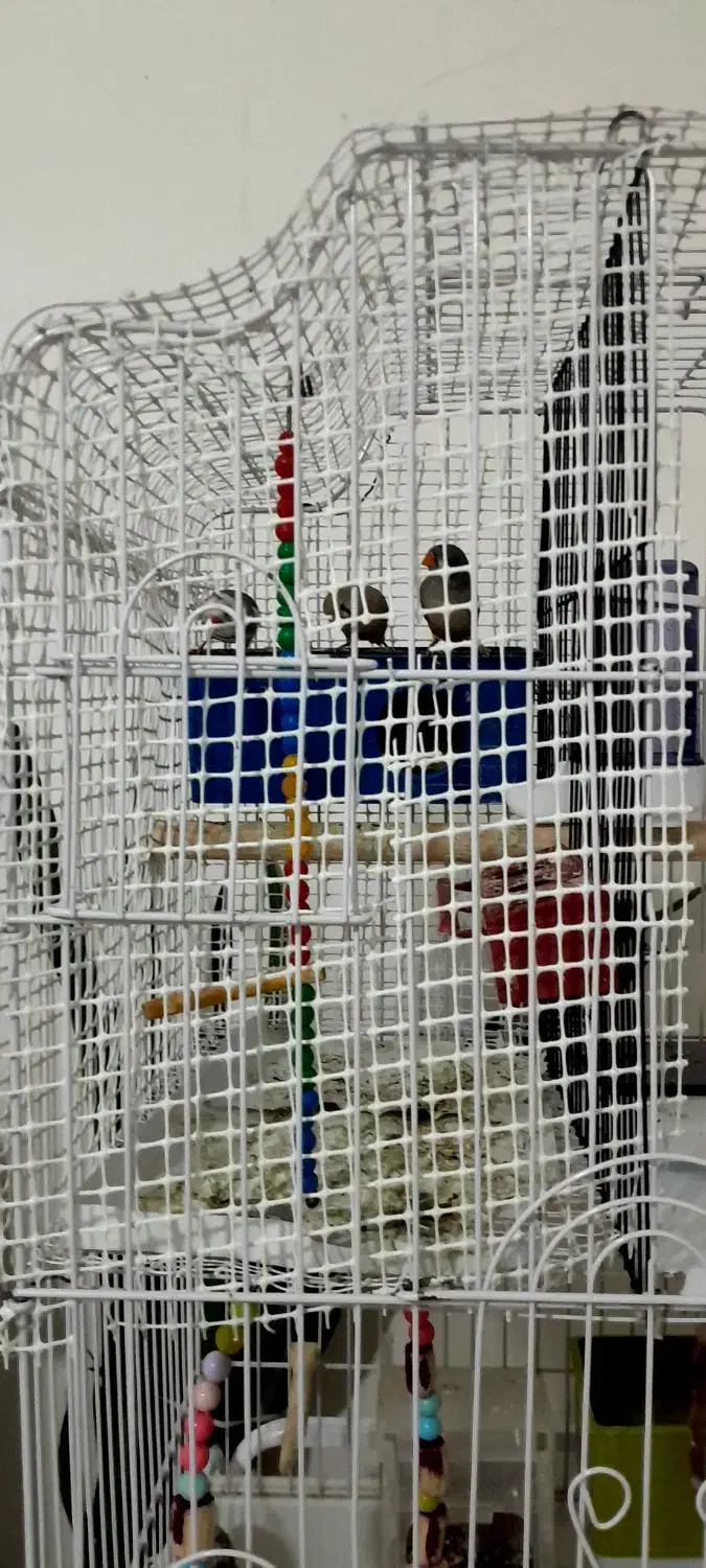 قعس بزرگ و یک جفت کوتوله|پرنده|قم, بوستان علوی|دیوار