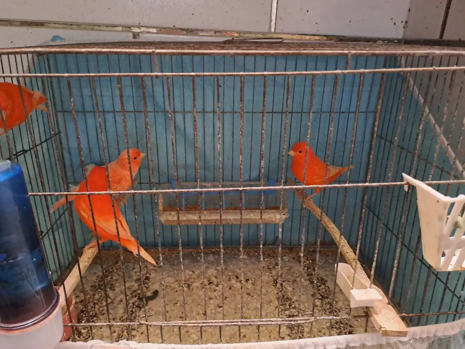 قناری رد فکتور|پرنده|بهبهان, |دیوار