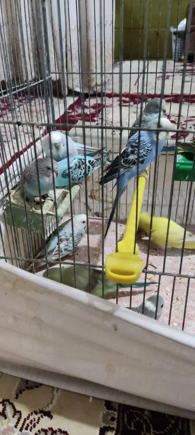 مرغ عشق مولد جوان|پرنده|برخوار, |دیوار