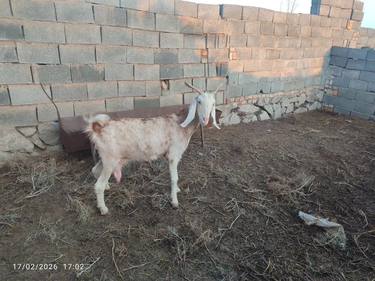 بز استاق|حیوانات مزرعه|بیرجند, |دیوار