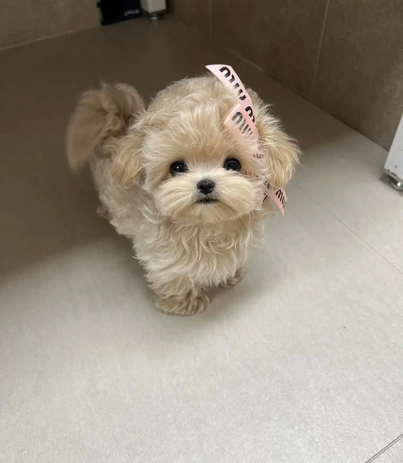 پودل مالتیز عروسکی مالتیپو ۴/۵۰۰ به بالا|سگ|تهران, منیریه|دیوار