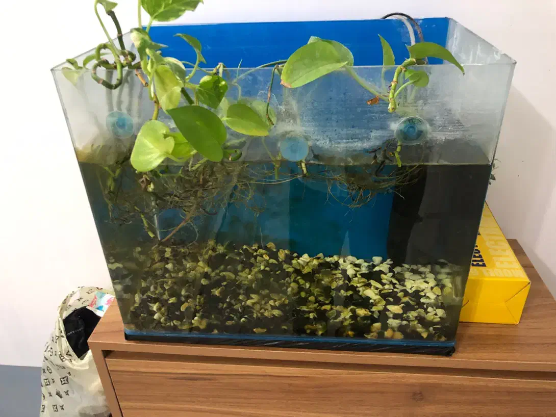 اکواریوم بالوازم وماهی|ماهی|بیرجند, |دیوار