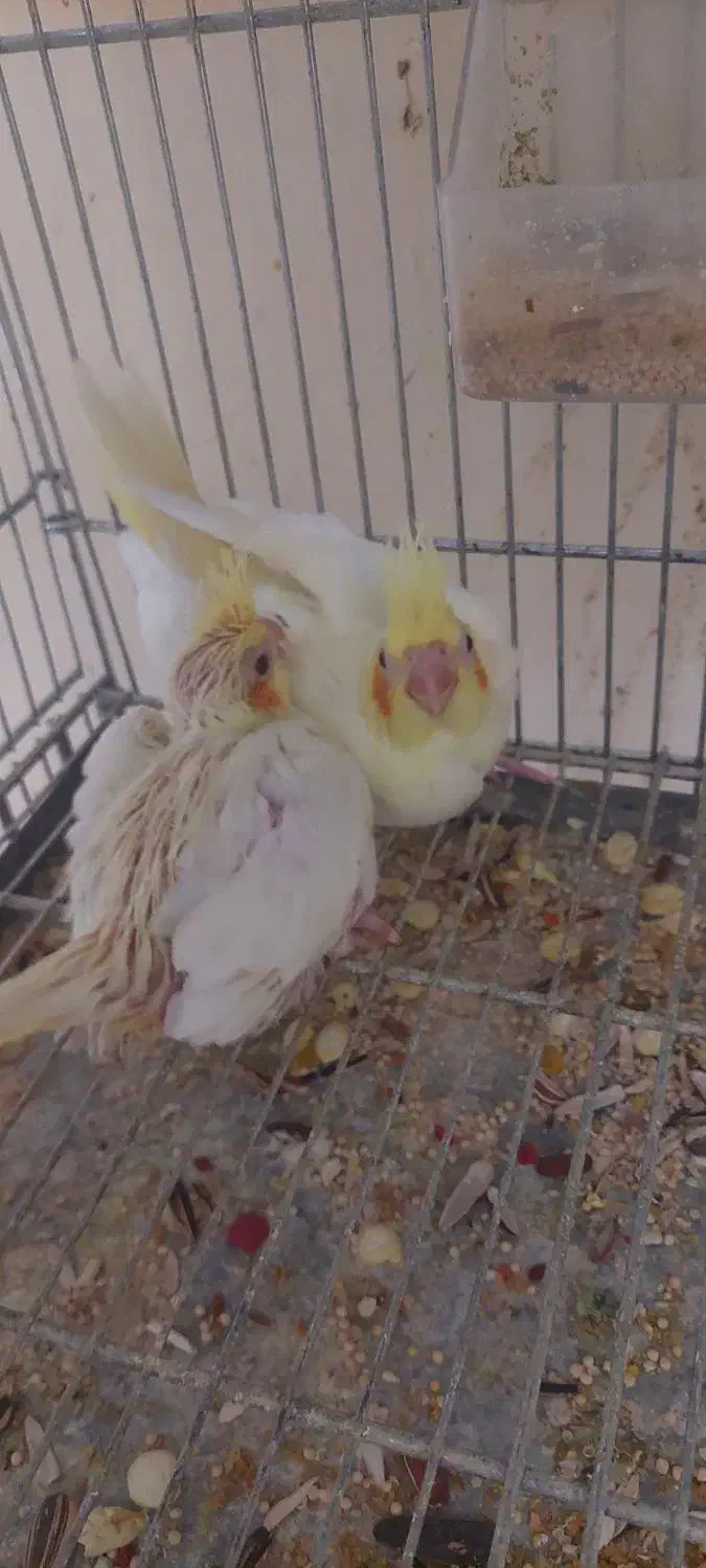 جوجه عروس هلندی|پرنده|ایذه, |دیوار