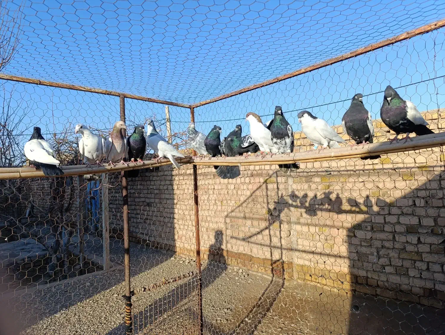 هفرنگ رنگی شصتی|پرنده|اسفرورین, |دیوار