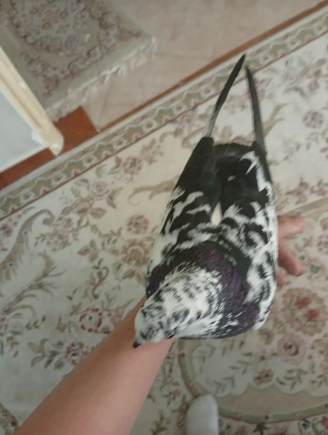 کفتر دستی|پرنده|تهران, مشیریه|دیوار