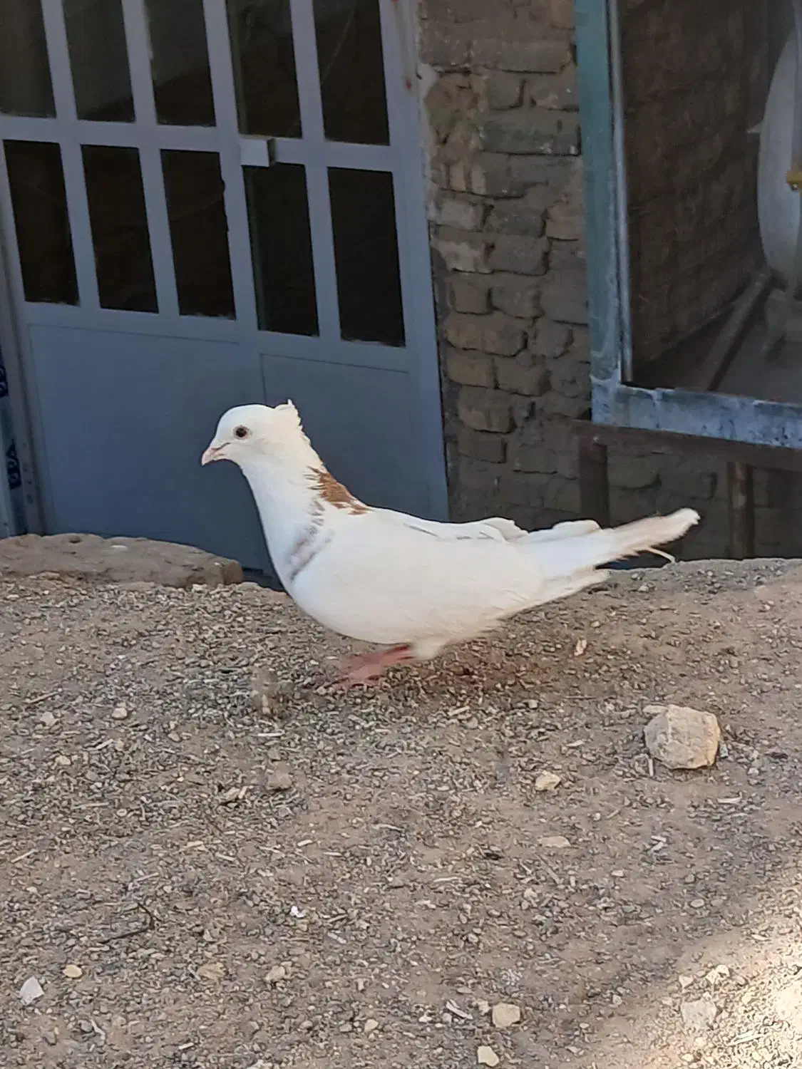 کفتر نر|پرنده|زارچ, |دیوار