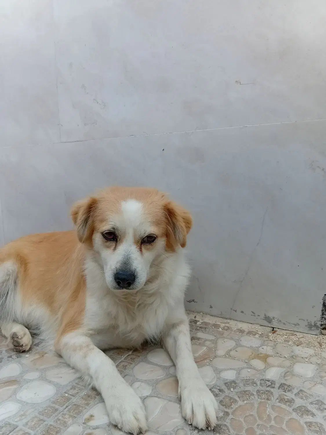 سگ پامر بازیگوش|سگ|جم, |دیوار